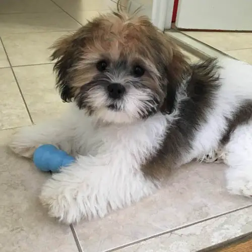 dog breed shichon