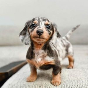 Where To Adopt Dachshunds Puppies - Puppy4homes