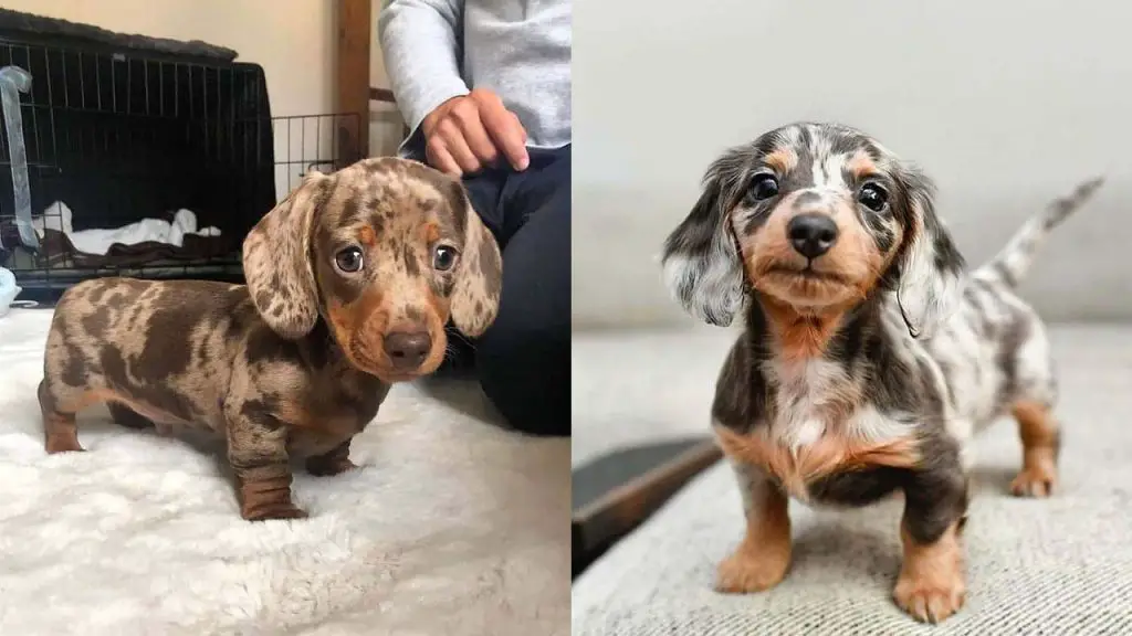 adopt-dachshunds-puppies