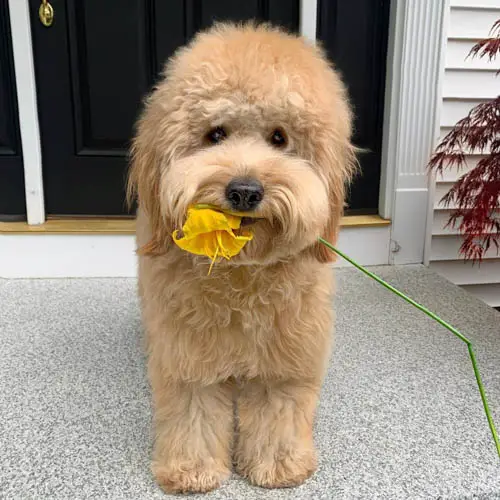 adopt-goldendoodle-dogs-2