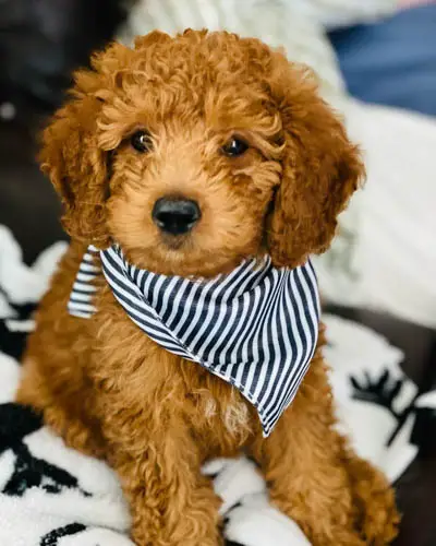 adopt-goldendoodle-dogs-4