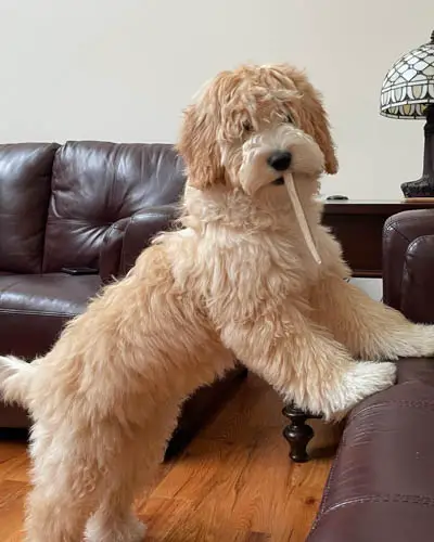 adopt-goldendoodle-dogs-5