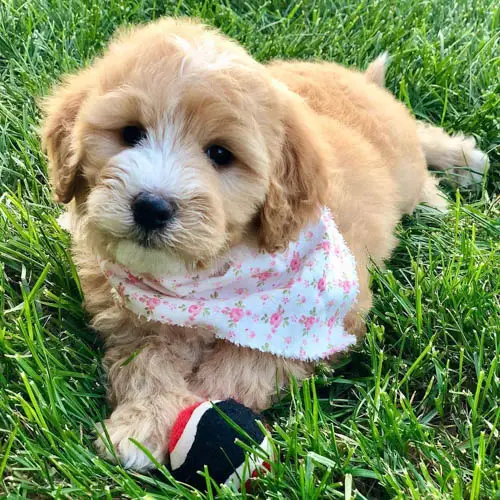 mini-labradoodle-dog-breed-2