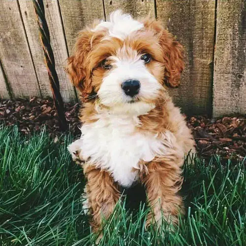 mini-labradoodle-dog-breed-3