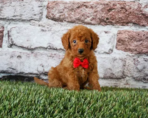 mini-labradoodle-dog-breed-4