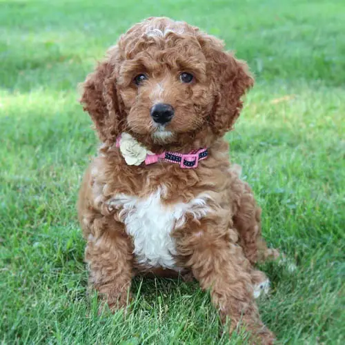 mini-labradoodle-dog-breed