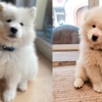 where-to-adopt-samoyed-dogs