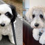 where-to-adopt-schnoodle