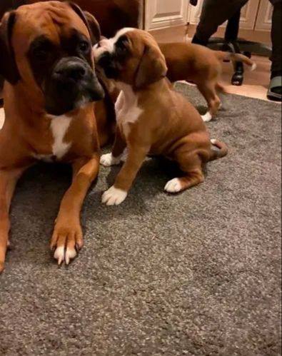 Gorgeous boxer puppies ready for new homes