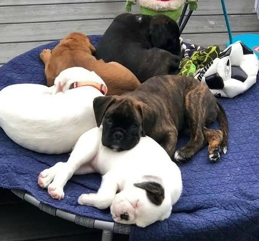 Gorgeous male and female boxer puppies ready for new homes