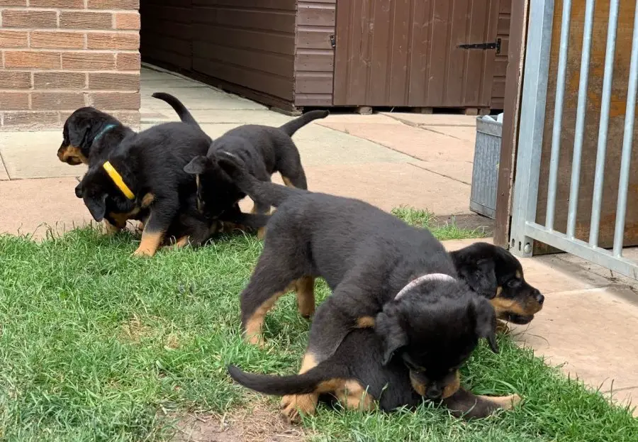 Beautiful male and female Rottweiler puppies available